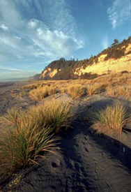 Redwood Coastline