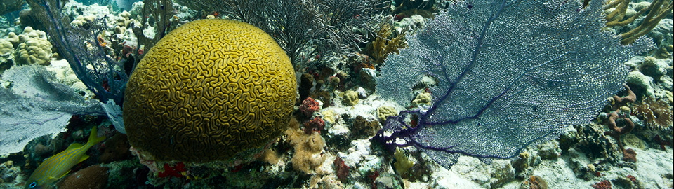 Brain Coral and Sea Fan