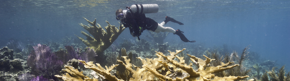 Diver swimming carefully through Elkhorn Coral, Hawksnest Bay