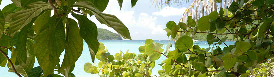 View through the Noni Fruit and Seagrapes, Maho Bay