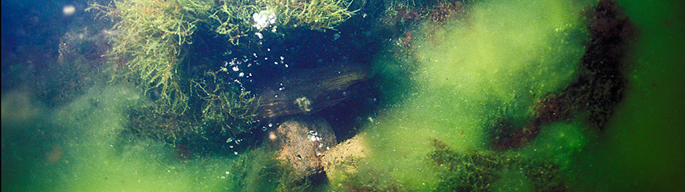 Underwater Vent