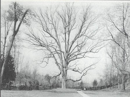 Boundary Oak Tree Boundary Oak Tree
