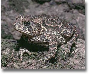 An American toad An American toad
