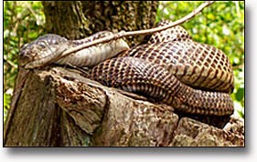 Kentucky corn snake sunning itself on a tree stump in early spring