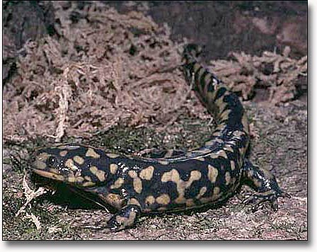 eastern tiger salamander eastern tiger salamander