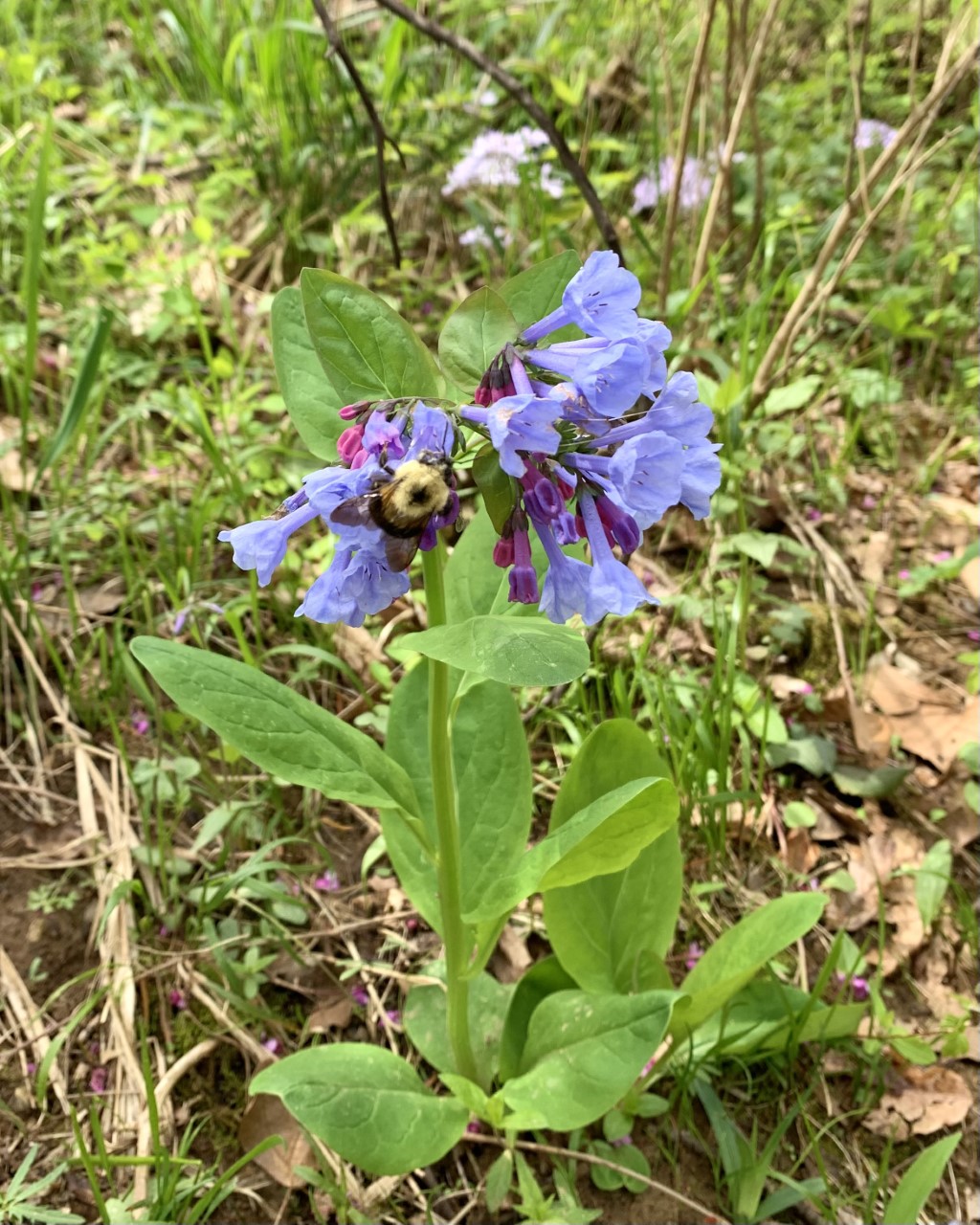 blue flowers with a bee on them