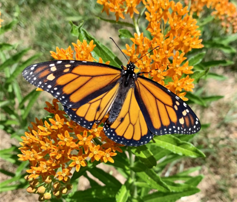 butterfly , orange and black