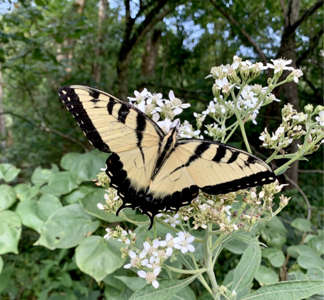 butterfly, yellow and black