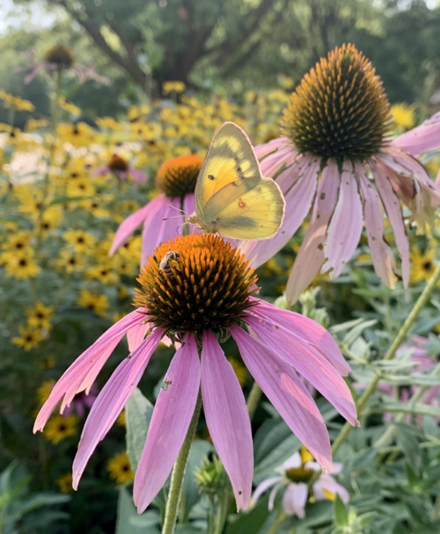 small yellow butterfly on pink flower