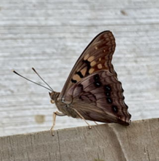 butterfly brown and black