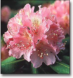 catawb rhododendron catawb rhododendron