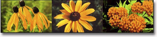 Three types of wildflowers that can be seen at Abraham Lincoln Birthplace NHP. Three types of wildflowers that can be seen at Abraham Lincoln Birthplace NHP.