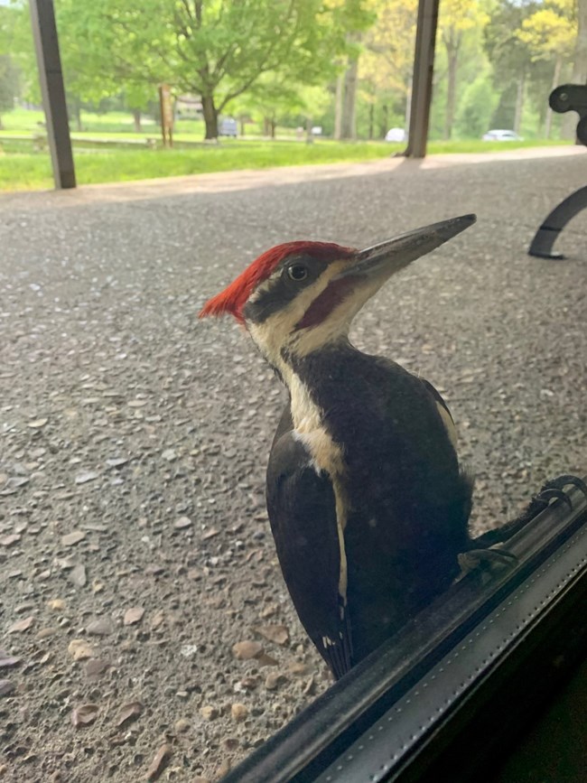 pileated woodpecker looking in window