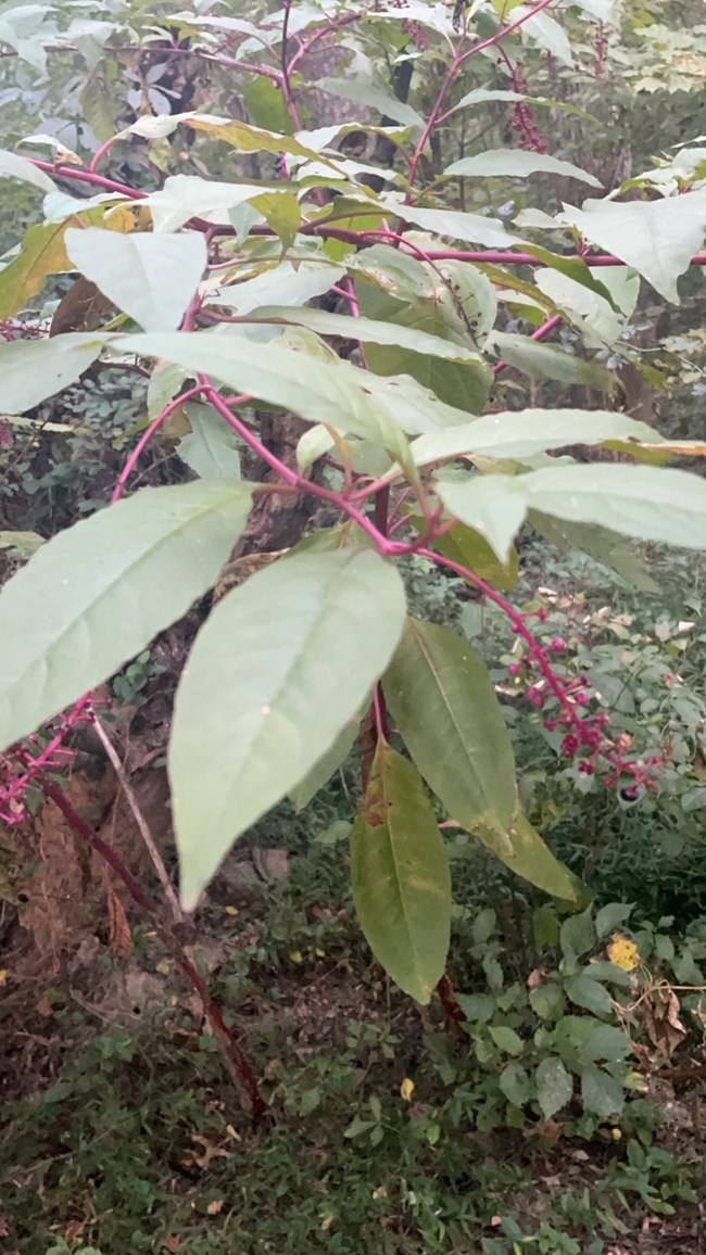 Pokeweed - small red berries and green leaves