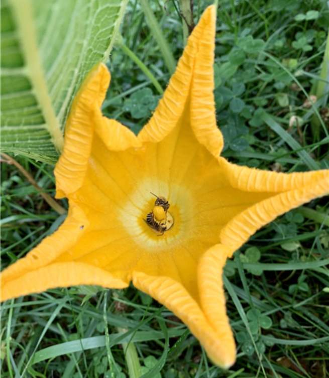 bee on a flower