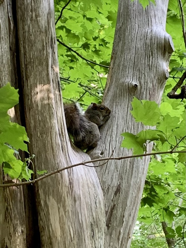 squirrel in a tree