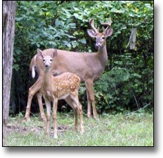 A white-tailed deer family that roams the park. A white-tailed deer family that roams the park.