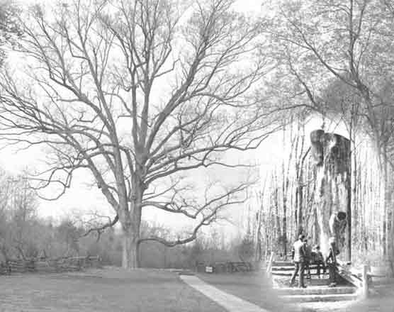 Picture of the Boundary Oak Tree that marked the corner boundary of the Sinking Spring Farm that Thomas Lincoln purchased in the fall of 1808.