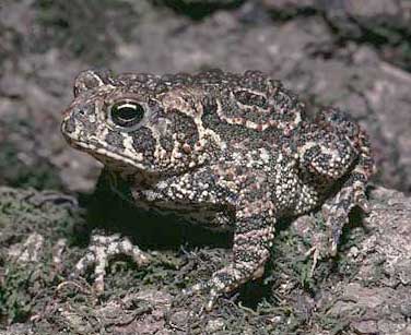 American Toad