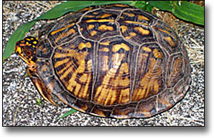 An Eastern Box Turtle exploring Abraham Lincoln Birthplace NHS.