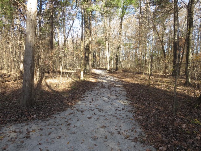 Big Sink Trail with Fall Foliage