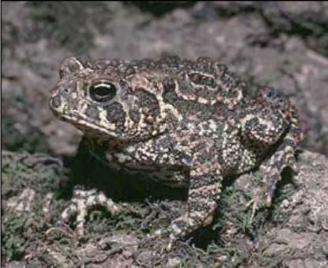 frog