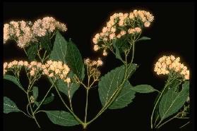 White Snakeroot White Snakeroot