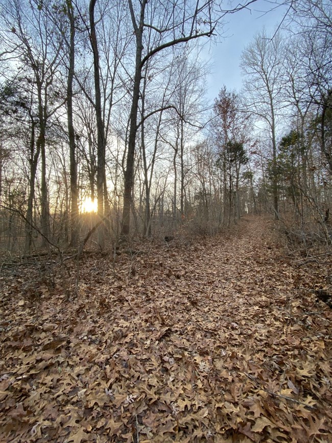Sunset over hills and trees