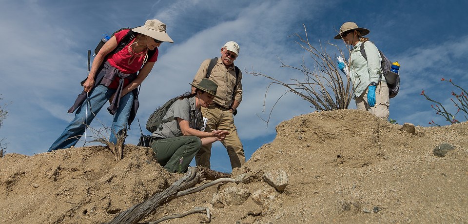 Park ranger kneeling in sandy soil with three volunteers