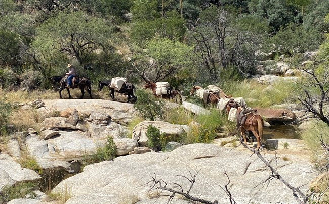 Horseback rider leading a line of mules carrying equipment