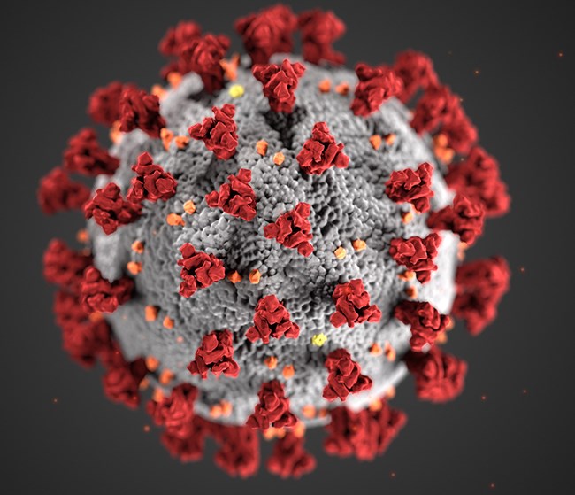 a CDC graphic illustrating the coronavirus