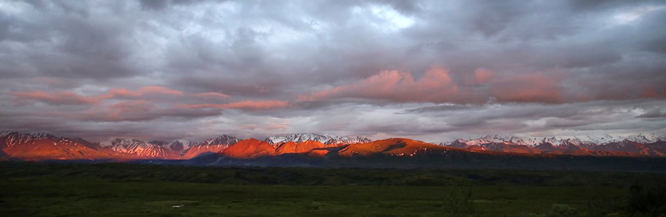 summer solstice at Denali National Park mountains in the distance glow red-orange under a sky filled with puffy clouds