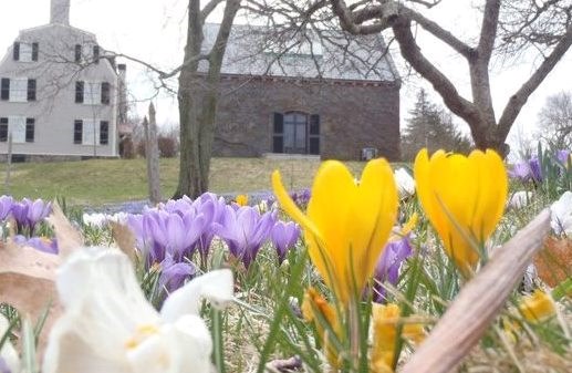 Early spring blooms emerge after the long winter at Adams National Historical Park. yellow and purple crocuses with brick and clapboard buildings in the background