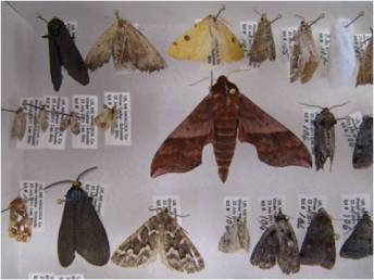 Moths from BioBlitz