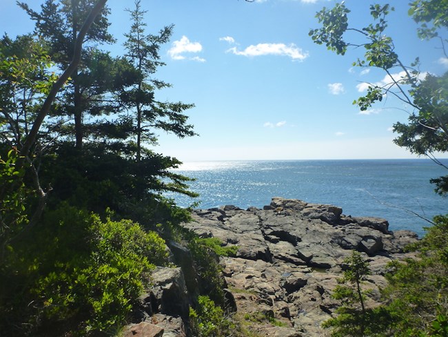 Trees and rocks along Atlantic coastline