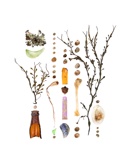 Photograph of items collected temporarily during a walk along North Atlantic coastline
