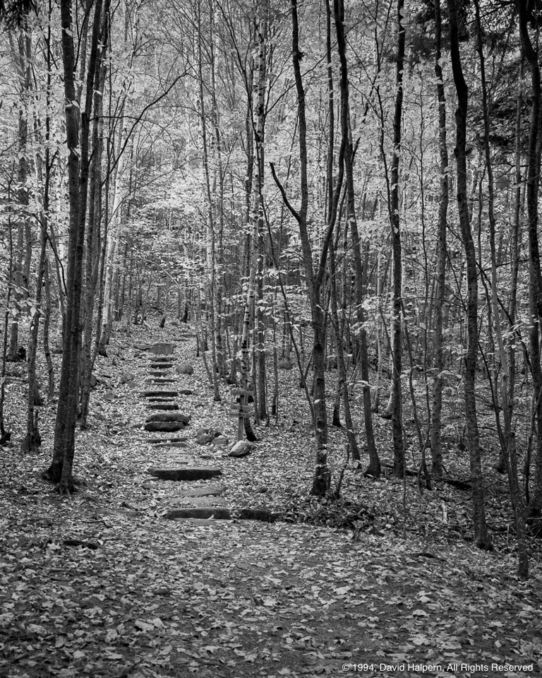 Stone steps define a path through a woodland of trees with narrow trunks