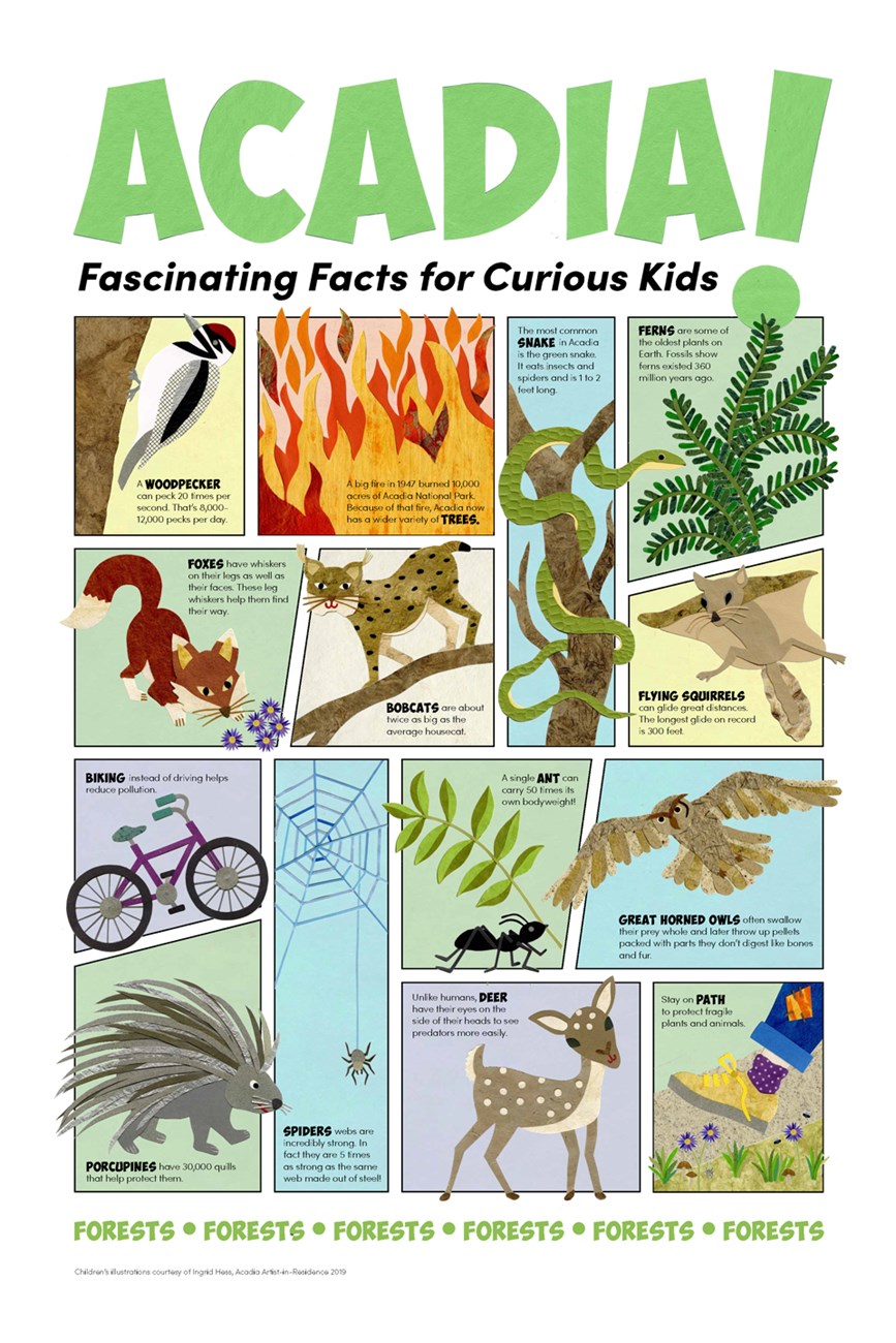 Children's illustration with facts about Acadia