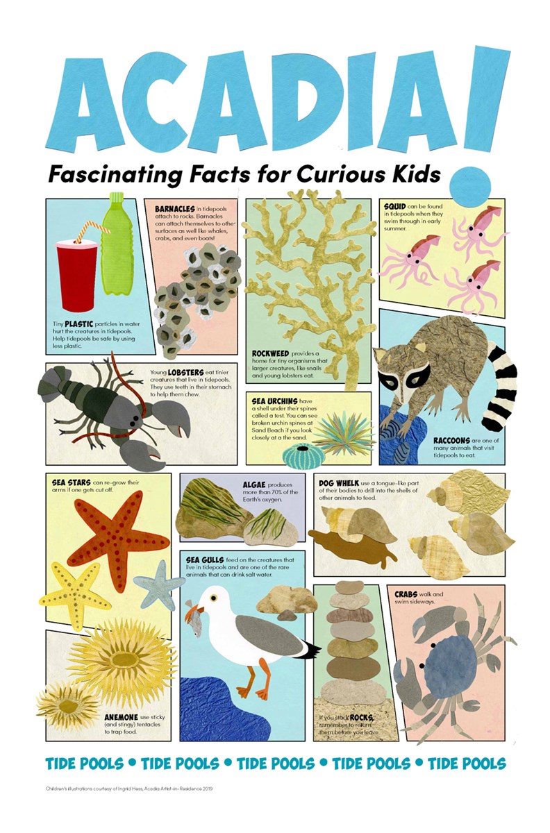 Children's illustration with facts about Acadia