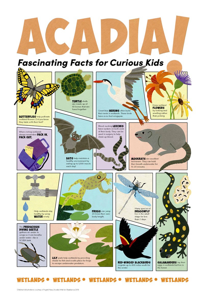 Children's illustration with facts about Acadia