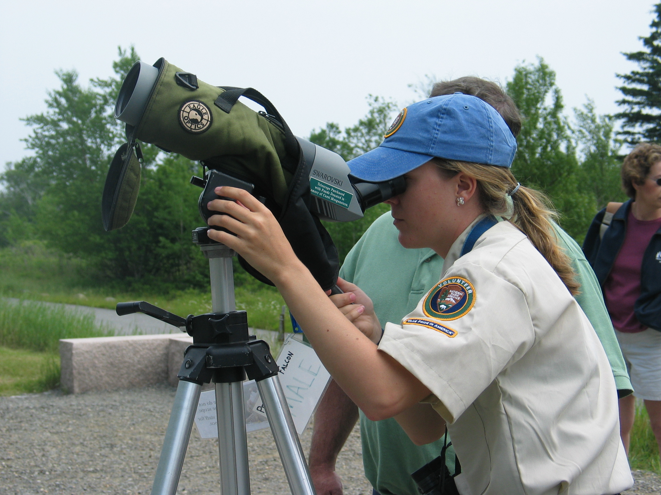 Peregrine Watch