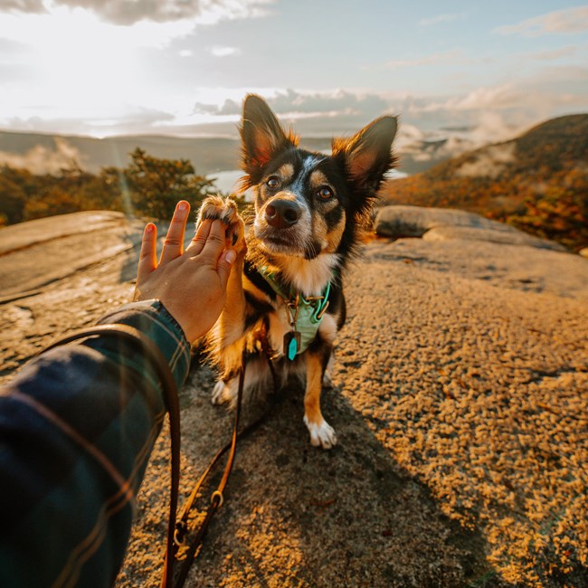 Dog on a mountain summit shares a high-five with its owner