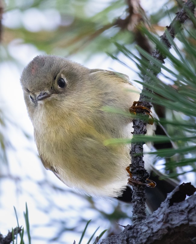 Close-up photo of a small bird perched on a tree branch