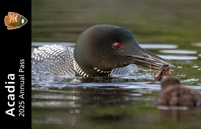 Acadia annual pass featuring a photo of a loon feeding its chick while floating on open water