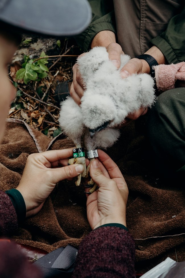 a peregrine falcon chick being held by park biologists