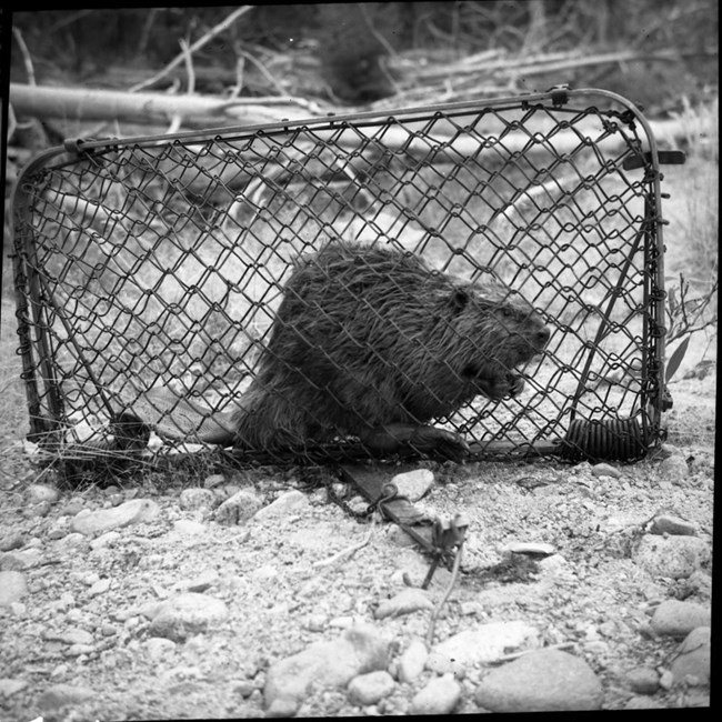 beaver in trap