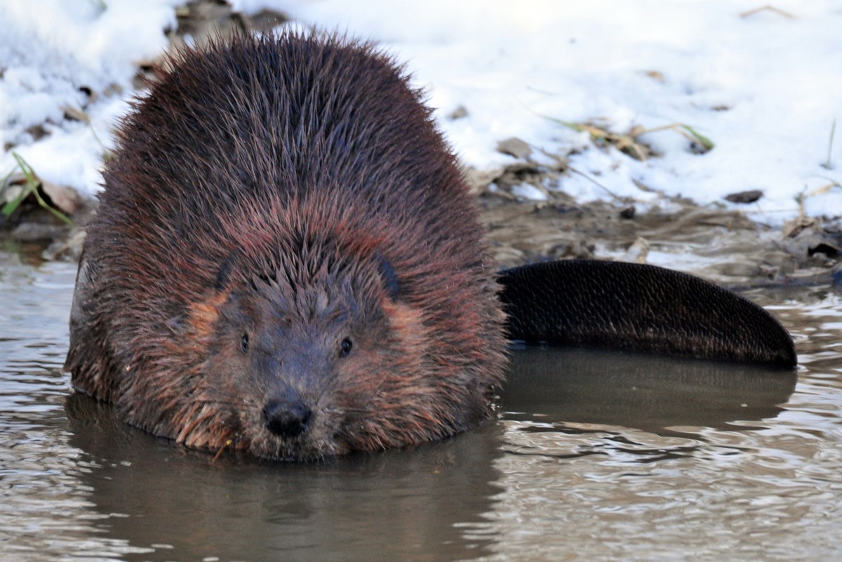 beaver sitting in water