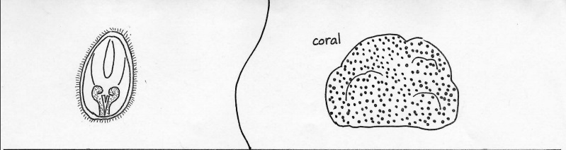 coral and larvae hand drawn image
