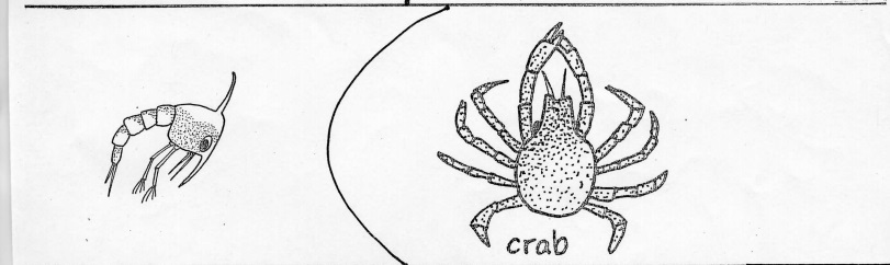 crab and larvae hand drawn image