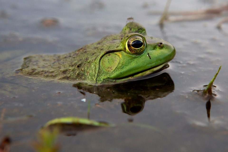 a green frog partially submerged in water